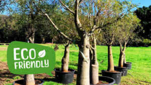eco friendly qld bottle trees