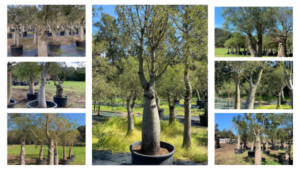 QLD bottle trees available at bottletrees.com.au
