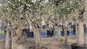 Queensland Bottle Trees Winter