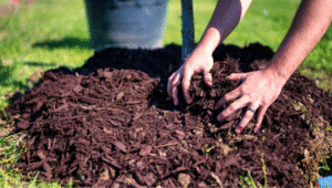 plant mulch