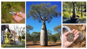 Queensland Bottle Tree Maintenance